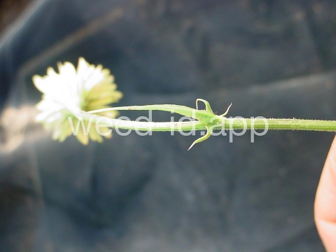 falsedandelion, Carolina